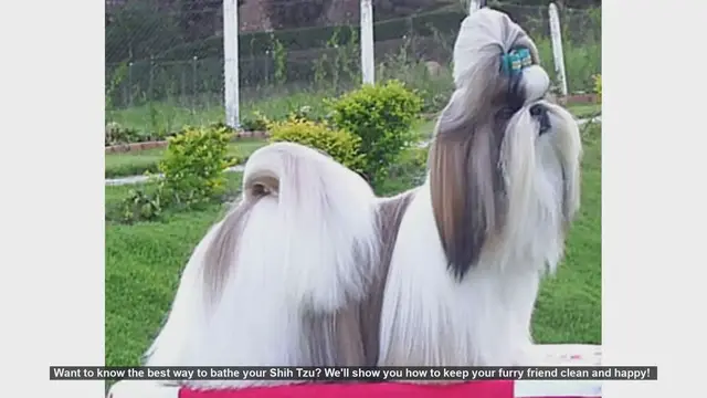 Video thumbnail for How to Bathe Your Shih Tzu: Step-by-Step Guide