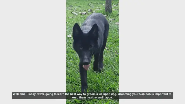 Video thumbnail for How to Groom Your Calupoh Dog: A Step-by-Step Guide