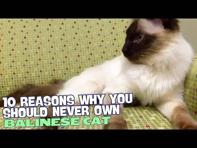 Video thumbnail for 10 Reasons Why You Should Never Own a Balinese Cat! ??