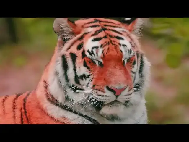 Video thumbnail for How Do Tigers Maintain Social Bonds with Siblings?