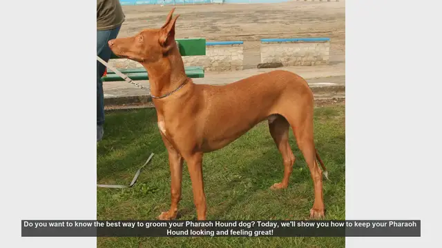 Video thumbnail for How to Groom Your Pharaoh Hound: Essential Tips for a Healthy Dog