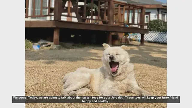 Video thumbnail for Top 10 Toys to Keep Your Jeju Dog Happy and Healthy