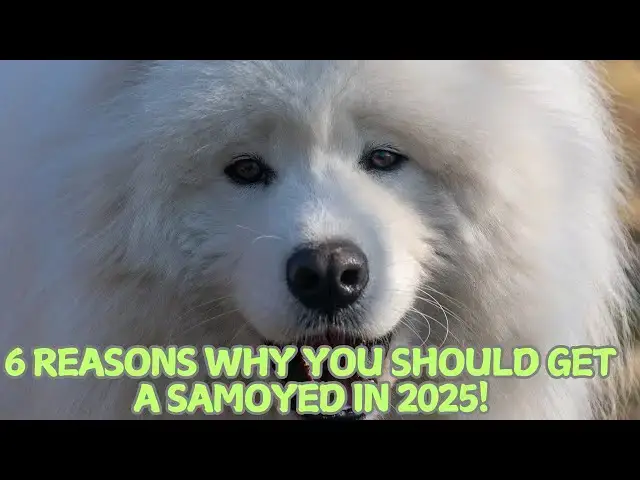 Video thumbnail for 6 Reasons Why You Should Get a Samoyed in 2025! 🐕❄️