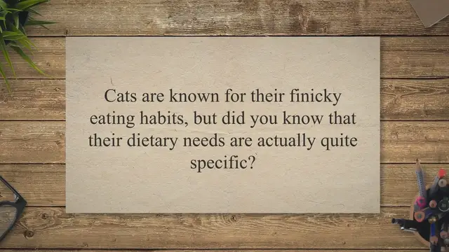 Video thumbnail for Spice and Everything Not So Nice: A Guide to Feeding Your Feline Friend