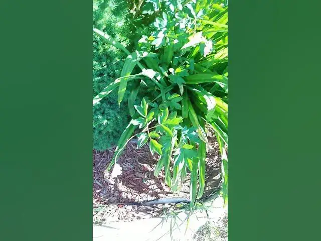 Video thumbnail for My flowers bloomed.
