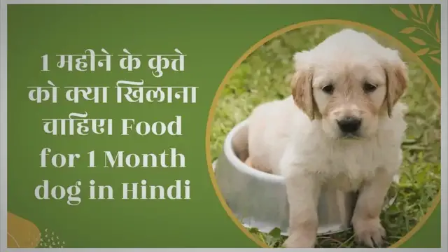 'Video thumbnail for 1 महीने के कुत्ते को क्या खिलाना चाहिए। Food for 1 Month dog in Hindi'