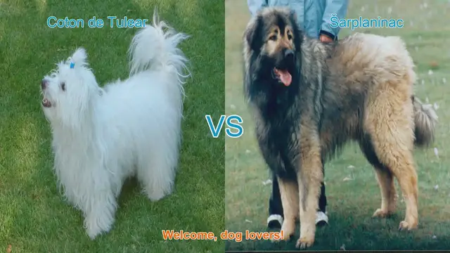 Video thumbnail for Coton de Tulear vs. Šarplaninac: A Comprehensive Comparison