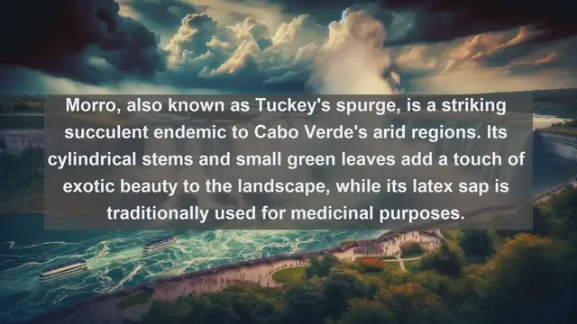 Video thumbnail for Unveiling Cabo Verde's Botanical Marvels: Top 10 Indigenous Plants You Must See