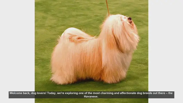 Video thumbnail for Top 10 Fascinating Facts About Havanese Dogs