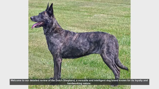 Video thumbnail for Dutch Shepherd: The Ultimate Guide to This Versatile and Loyal Breed