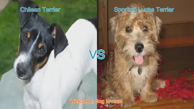 Video thumbnail for Chilean Terrier vs. Sporting Lucas Terrier: A Comprehensive Comparison