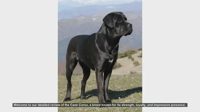 Video thumbnail for Cane Corso: The Ultimate Guide to the Italian Mastiff