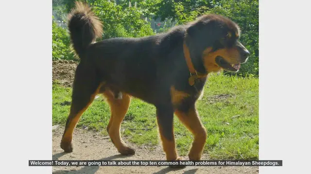 Video thumbnail for Top 10 Common Health Problems in Himalayan Sheepdogs