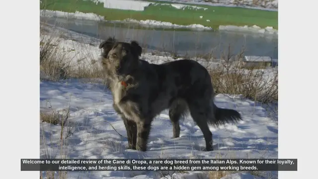 Video thumbnail for Cane di Oropa: The Loyal and Intelligent Herding Dog from the Italian Alps