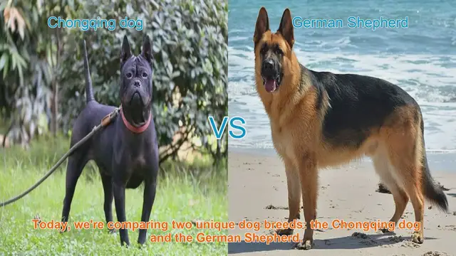 Video thumbnail for Chongqing Dog vs. German Shepherd: A Comprehensive Comparison