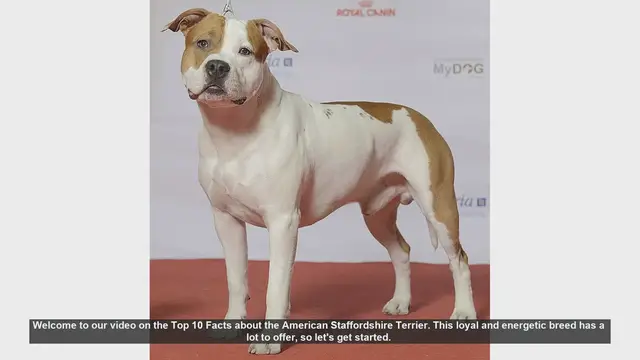 Video thumbnail for Top 10 Facts About the American Staffordshire Terrier
