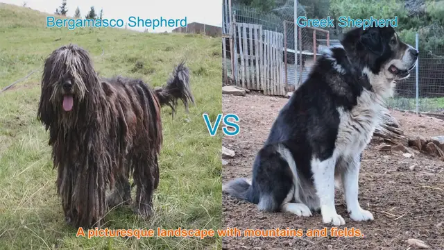 Video thumbnail for Comparing Bergamasco Shepherd and Greek Shepherd: Unique Qualities and Care Needs