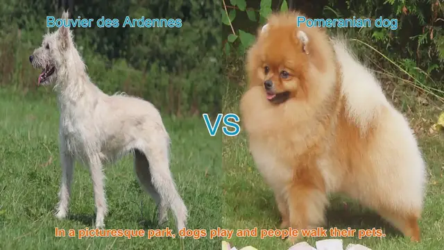 Video thumbnail for Bouvier des Ardennes vs. Pomeranian: A Comparison of Two Dog Breeds