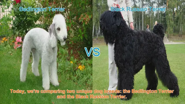 Video thumbnail for Bedlington Terrier vs. Black Russian Terrier: A Comparison