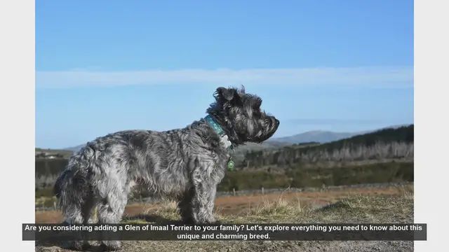Video thumbnail for Glen of Imaal Terrier: Everything You Need to Know