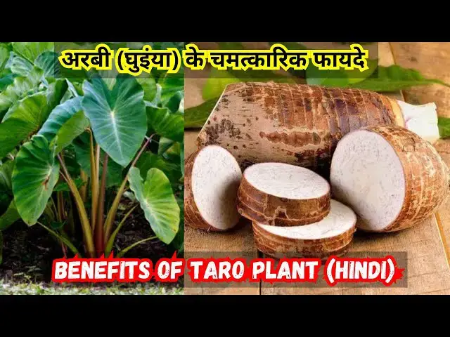 'Video thumbnail for Benefits of Taro Plant | अरबी (घुइंया) के चमत्कारिक फायदे  Hindi | Ghuiyan Plant ke Fayde'