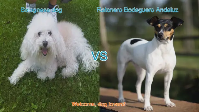 Video thumbnail for Bolognese Dog vs. Ratonero Bodeguero Andaluz: A Breed Comparison