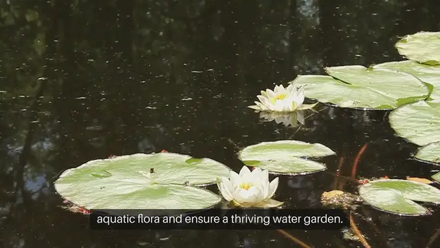 Video thumbnail for Aquatic Gardening Techniques