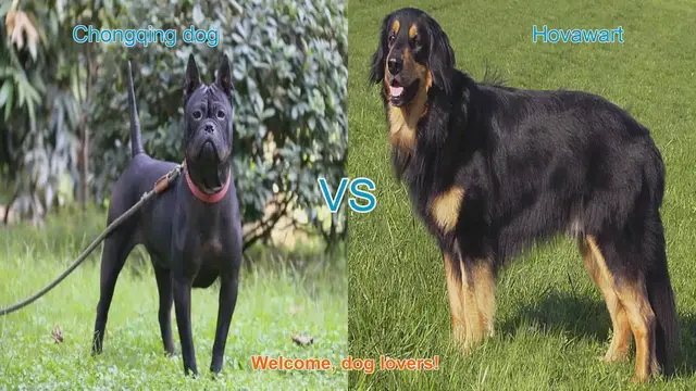 Video thumbnail for Chongqing Dog vs. Hovawart: A Comparative Guide for Dog Lovers