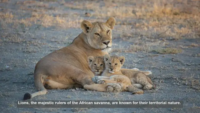 Video thumbnail for 10 Reasons Lions Avoid Certain Territories