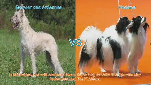 Video thumbnail for Comparing Bouvier des Ardennes and Phalène: Origins, Characteristics, and Temperament