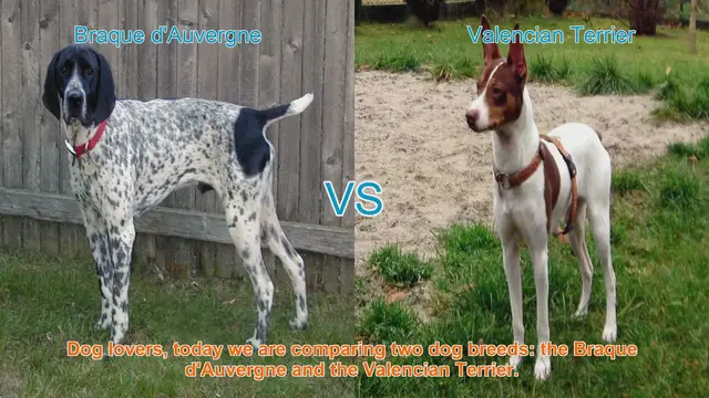 Video thumbnail for Braque d'Auvergne vs. Valencian Terrier: A Breed Comparison