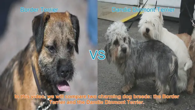 Video thumbnail for Border Terrier vs. Dandie Dinmont Terrier: A Comparison of Charming Dog Breeds