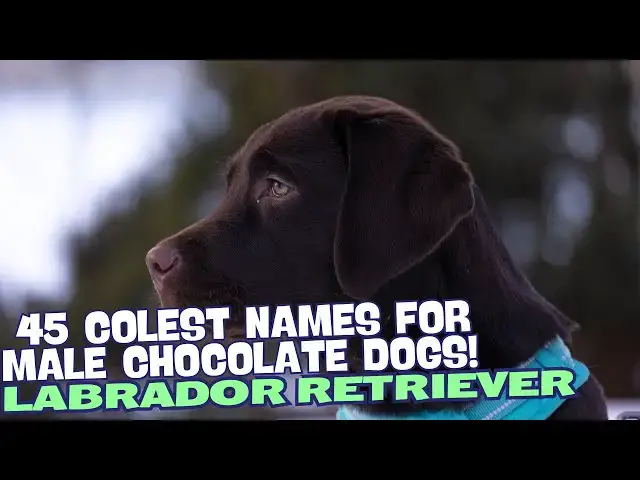 Video thumbnail for The 45 Coolest Names for Male Chocolate Labradors! 🐶💥