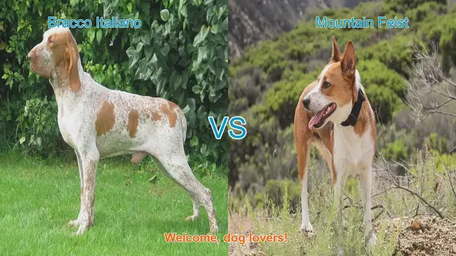 Video thumbnail for Bracco Italiano vs. Mountain Feist: A Comprehensive Breed Comparison