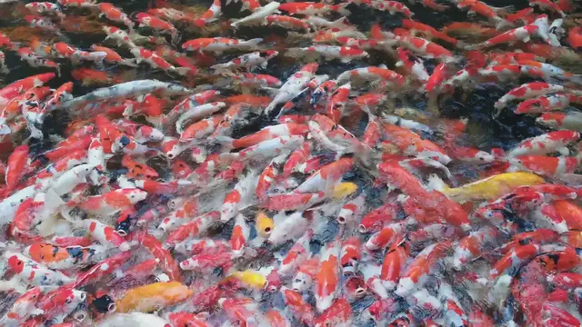 Video thumbnail for Debris Nets: A Simple Solution for Cleaner Ponds