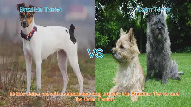 Video thumbnail for Brazilian Terrier vs. Cairn Terrier: A Comparison of Two Lively Breeds