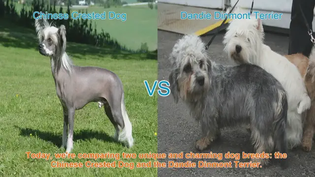 Video thumbnail for Comparing Chinese Crested Dog and Dandie Dinmont Terrier: A Breed Showdown