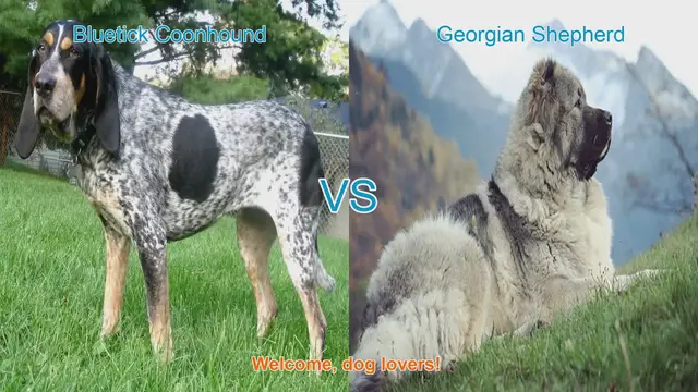 Video thumbnail for Bluetick Coonhound vs. Georgian Shepherd: A Comparison of Two Beloved Dog Breeds
