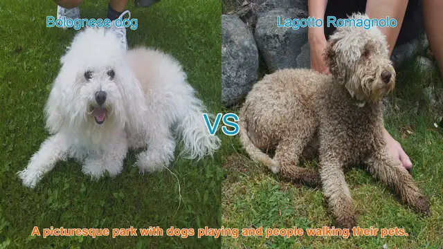 Video thumbnail for Bolognese vs. Lagotto Romagnolo: A Comparison of Two Charming Dog Breeds