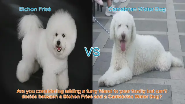 Video thumbnail for Bichon Frisé vs. Cantabrian Water Dog: A Comprehensive Comparison