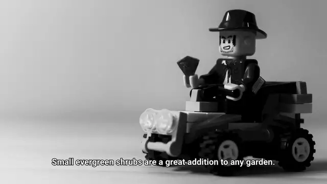 Video thumbnail for Small Evergreen Shrubs