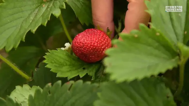 Video thumbnail for How AI Farming Robots Can Fix Agriculture