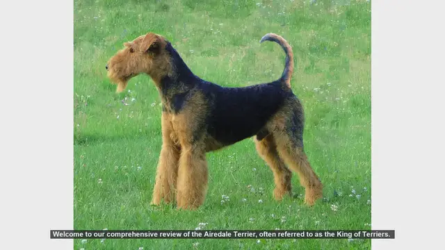 Video thumbnail for Airedale Terrier: The King of Terriers - Comprehensive Breed Review