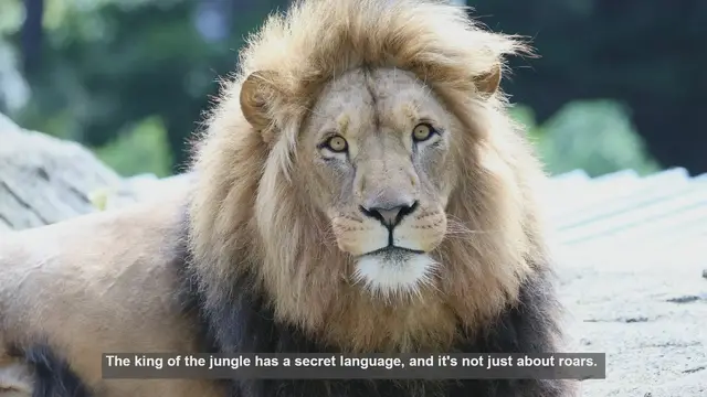 Video thumbnail for 10 Surprising Facts About Lion Scent-Marking