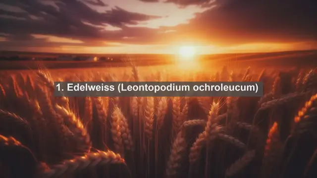 Video thumbnail for Exploring Kyrgyzstan's Natural Jewels: Top 10 Native Flora Treasures