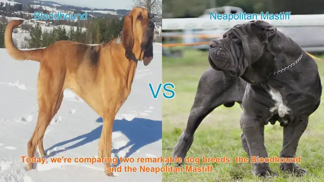 Video thumbnail for Bloodhound vs. Neapolitan Mastiff: A Comparison of Two Remarkable Dog Breeds