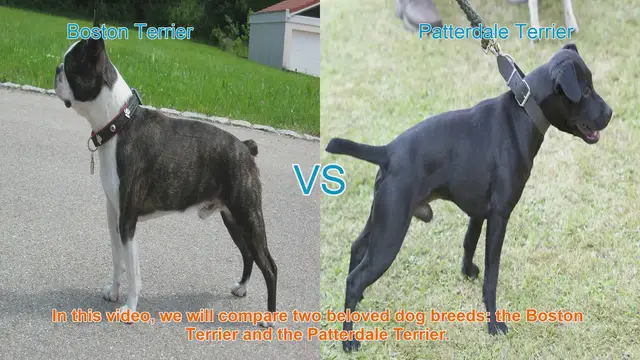 Video thumbnail for Boston Terrier vs. Patterdale Terrier: A Comparison of Beloved Dog Breeds