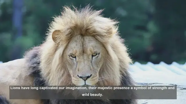 Video thumbnail for 10 Iconic Lion Portraits in Wildlife Photography