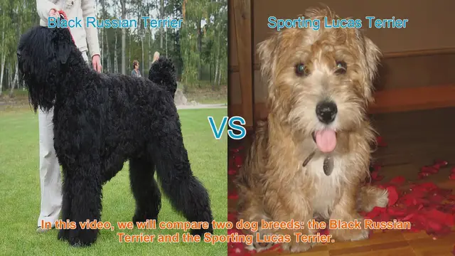 Video thumbnail for Comparing Black Russian Terrier and Sporting Lucas Terrier: A Comprehensive Guide