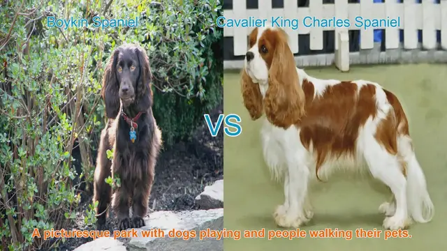 Video thumbnail for Boykin Spaniel VS Cavalier King Charles Spaniel